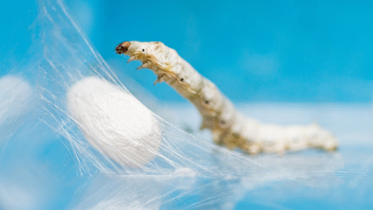 Silk worm